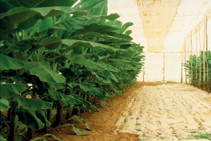 A row of banana plants in one of our greenhouses