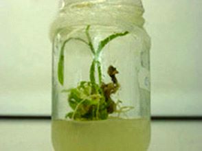 A mature date palm plant produced in tissue culture