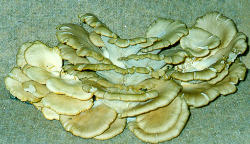 Harvested Oyster mushrooms