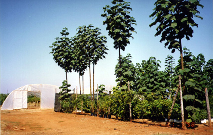 One-year old Paulownia trees in our nursery; the greenhouse in the background is 3m tall.